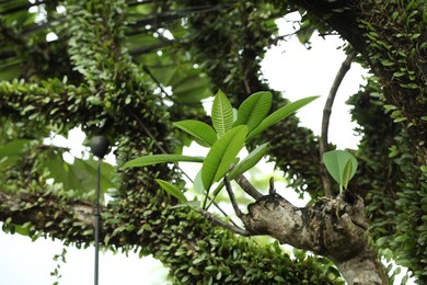 Photo of Beautiful tree with green leaves outdoors, closeup