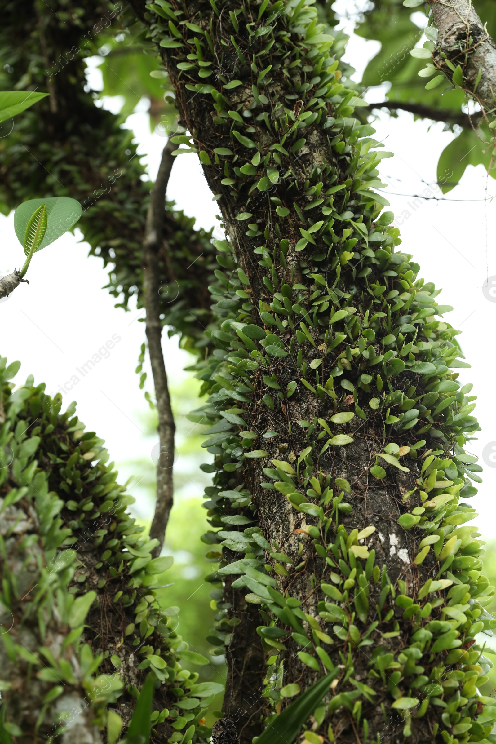 Beautiful tree with green leaves outdoors, closeup Photo of Beautiful tree with green leaves outdoors, closeup