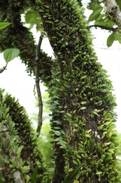 Photo of Beautiful tree with green leaves outdoors, closeup