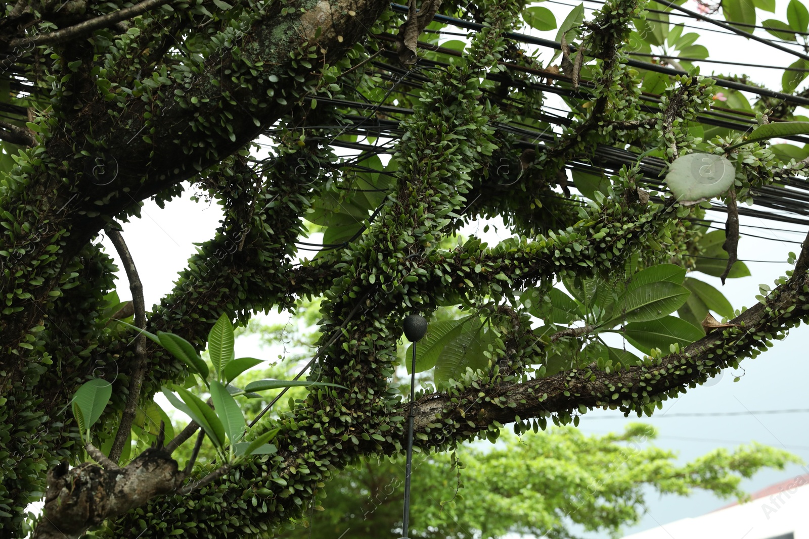 Beautiful tree with green leaves outdoors, closeup Photo of Beautiful tree with green leaves outdoors, closeup