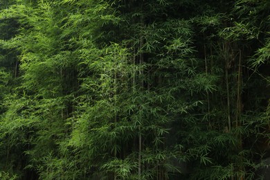 Photo of Beautiful trees with green leaves in tropical forest