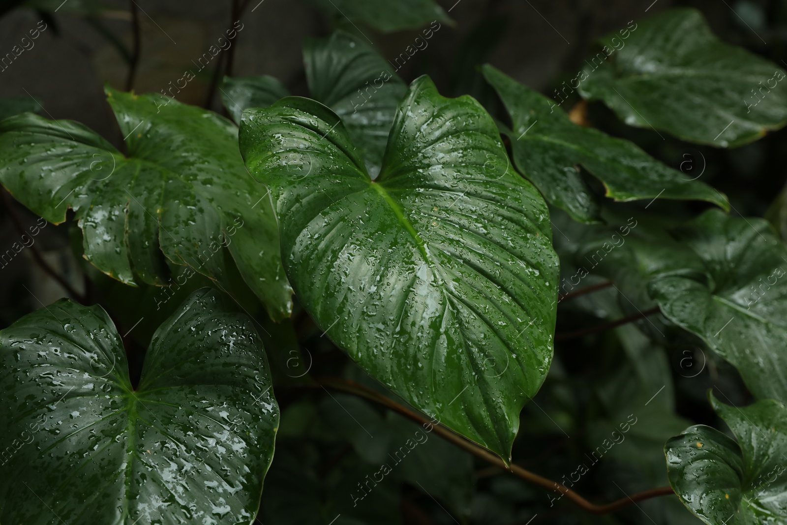 Beautiful green leaves with raindrops outdoors, closeup Photo of Beautiful green leaves with raindrops outdoors, closeup