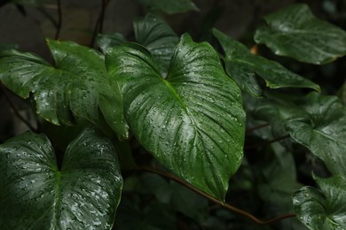 Photo of Beautiful green leaves with raindrops outdoors, closeup