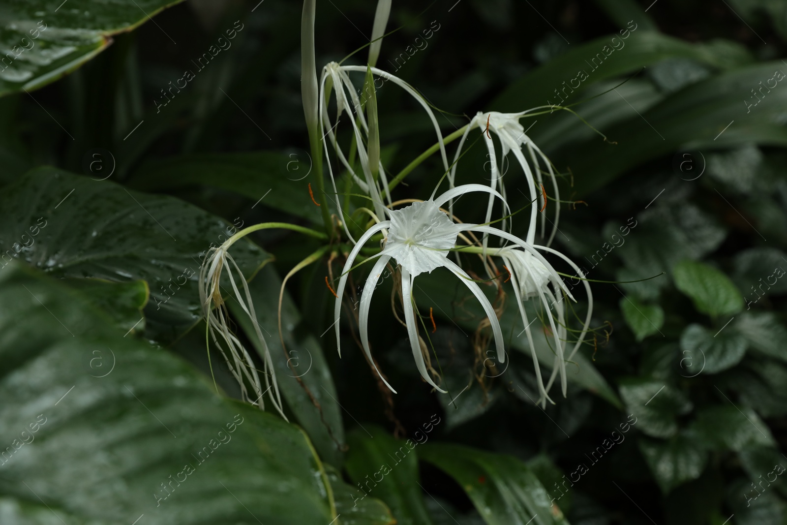 Beautiful beach spider lily flower growing in garden, closeup Photo of Beautiful beach spider lily flower growing in garden, closeup