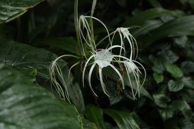 Photo of Beautiful beach spider lily flower growing in garden, closeup