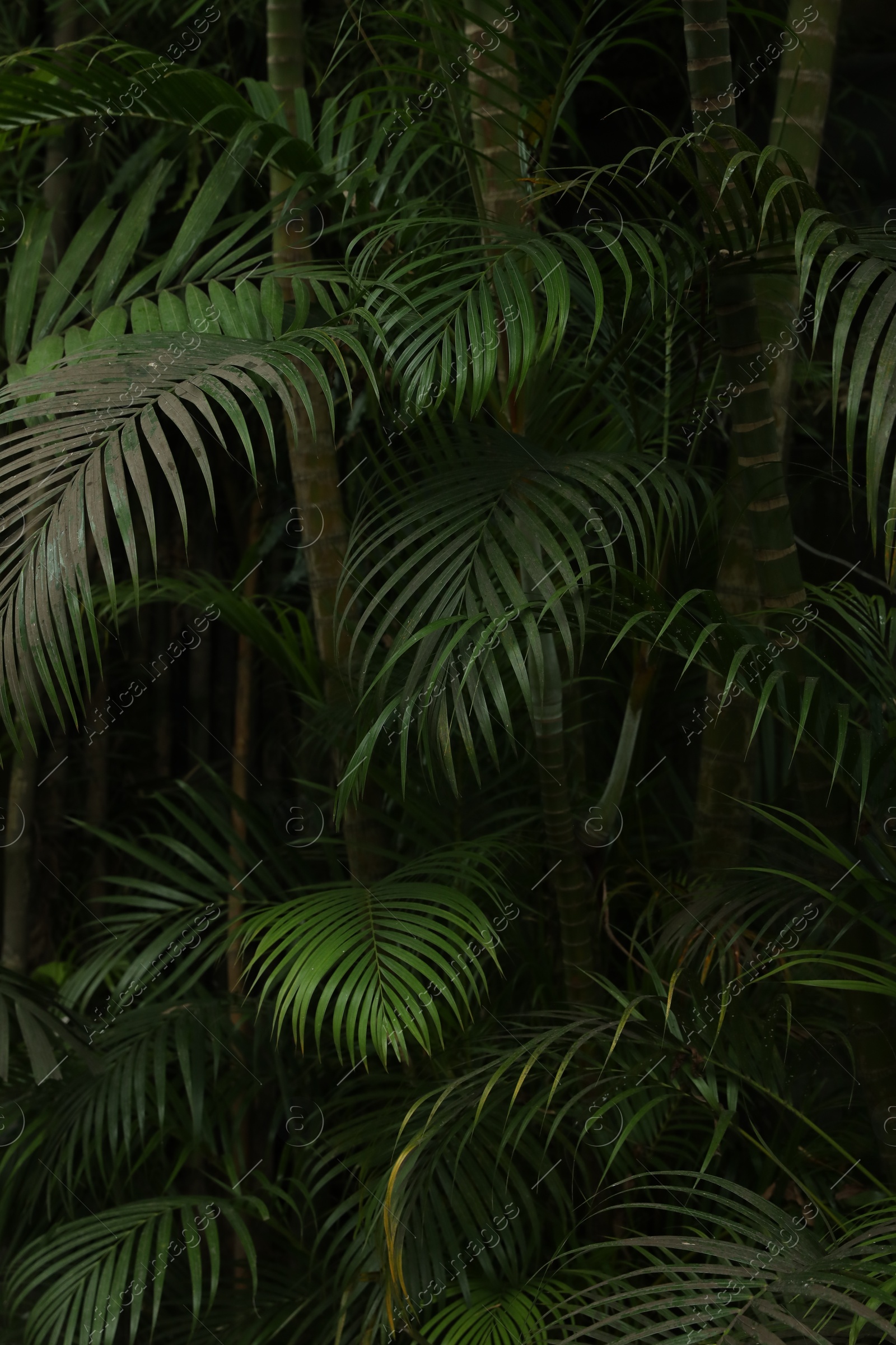 Palm tree with green leaves growing outdoors, closeup Photo of Palm tree with green leaves growing outdoors, closeup