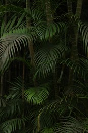 Photo of Palm tree with green leaves growing outdoors, closeup