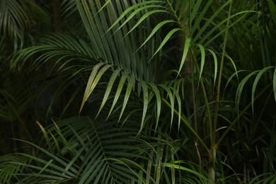 Photo of Palm tree with green leaves growing outdoors, closeup