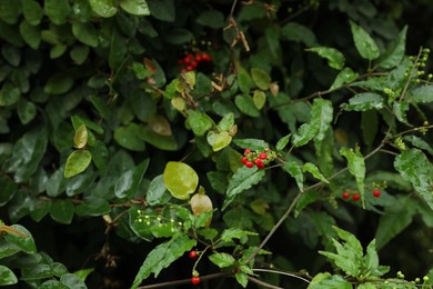 Photo of Bloodberries growing on bush in park, closeup