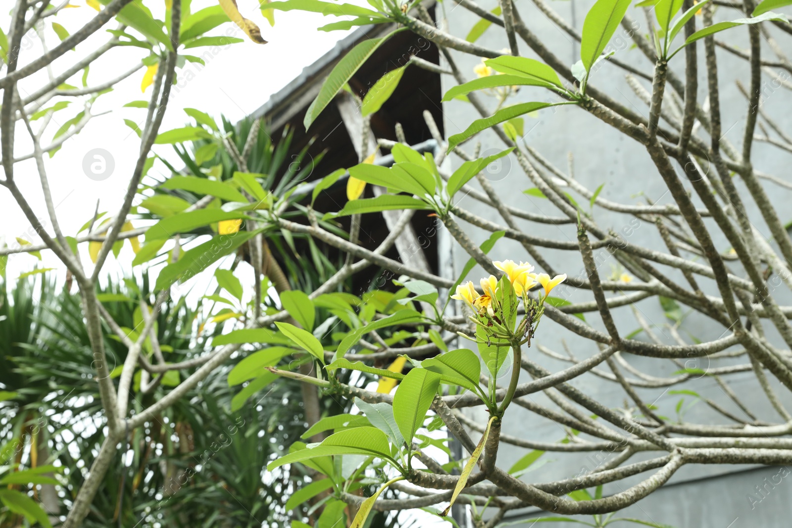 Plumeria shrub with beautiful flowers growing outdoors, closeup Photo of Plumeria shrub with beautiful flowers growing outdoors, closeup