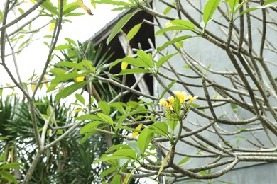 Photo of Plumeria shrub with beautiful flowers growing outdoors, closeup