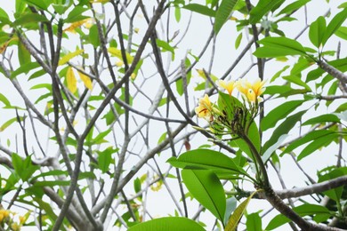 Photo of Plumeria shrub with beautiful flowers growing outdoors, closeup