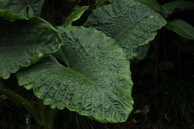 Photo of Big green leaves growing in tropical forest, closeup