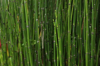Photo of Beautiful green rough horsetail plants growing outdoors, closeup