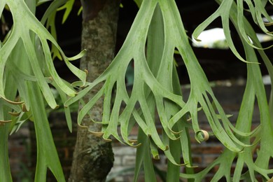 Photo of Tree with beautiful green leaves outdoors, closeup