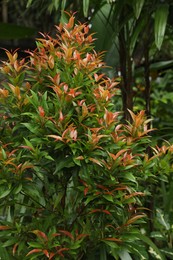 Photo of Plants with beautiful leaves growing outdoors, closeup