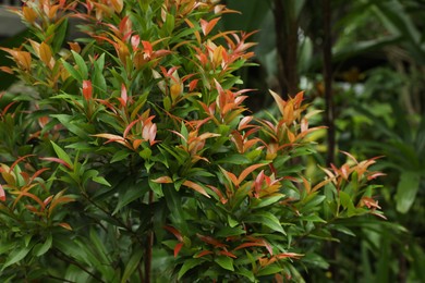 Photo of Plants with beautiful leaves growing outdoors, closeup