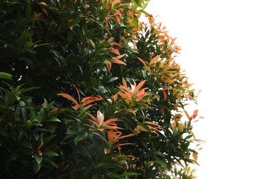 Photo of Plants with beautiful leaves growing outdoors, closeup