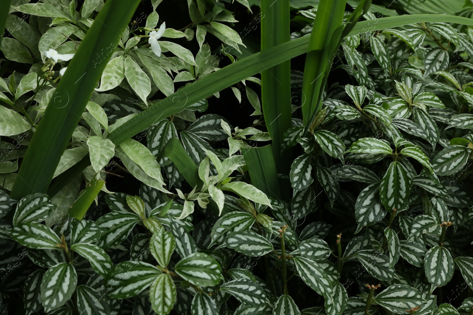 Plants with beautiful leaves growing outdoors, closeup Photo of Plants with beautiful leaves growing outdoors, closeup