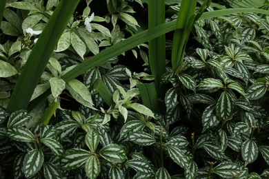 Photo of Plants with beautiful leaves growing outdoors, closeup
