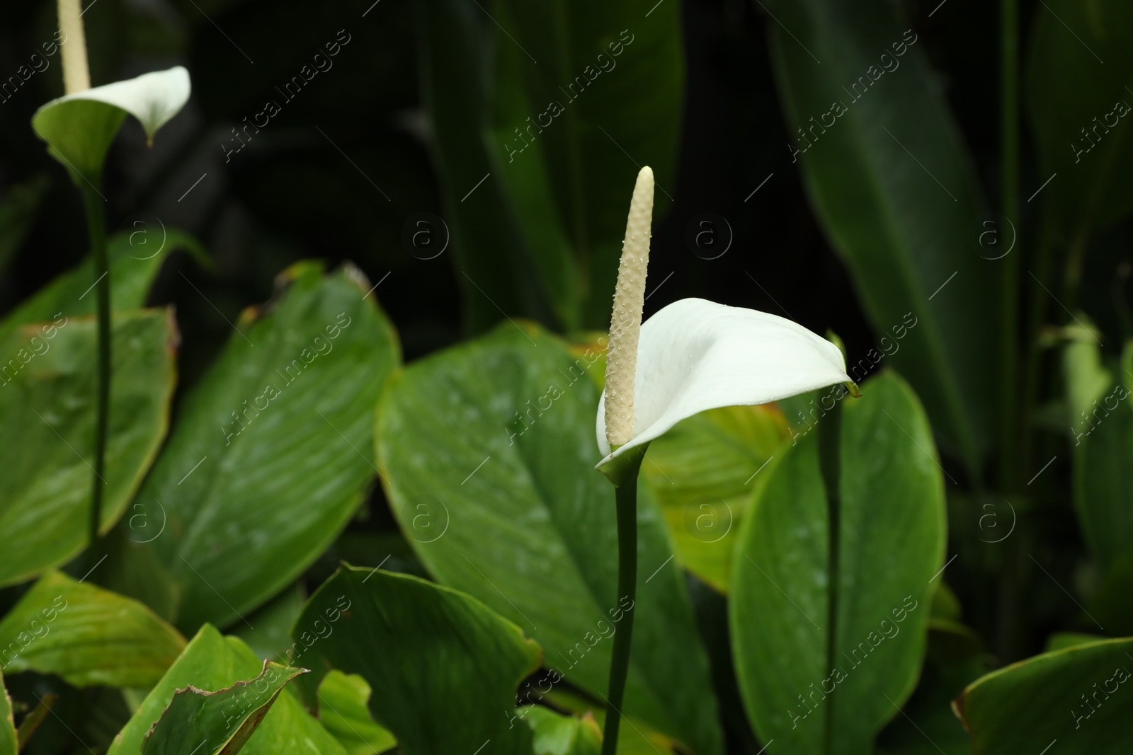 Beautiful peace lilies growing in garden, closeup Photo of Beautiful peace lilies growing in garden, closeup