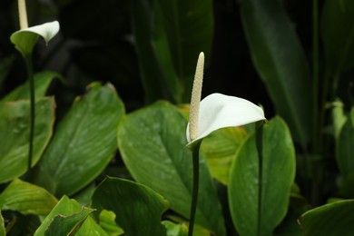 Photo of Beautiful peace lilies growing in garden, closeup