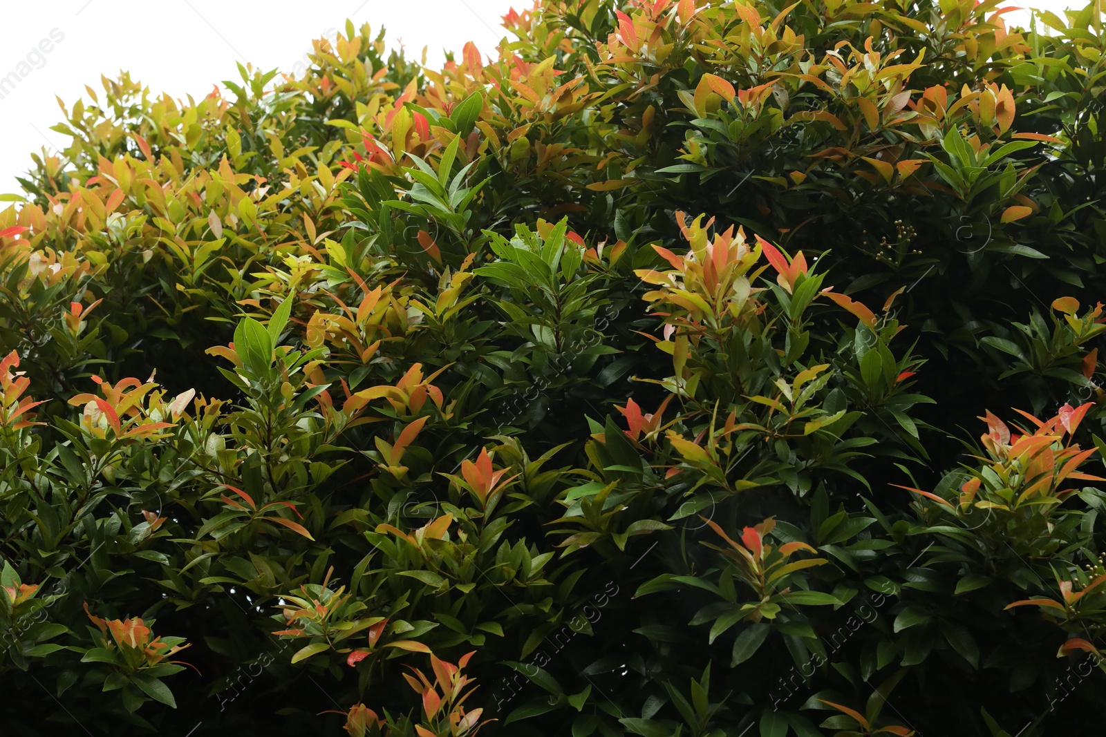 Plants with beautiful leaves growing outdoors, closeup Photo of Plants with beautiful leaves growing outdoors, closeup