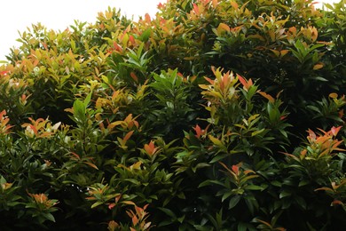 Photo of Plants with beautiful leaves growing outdoors, closeup
