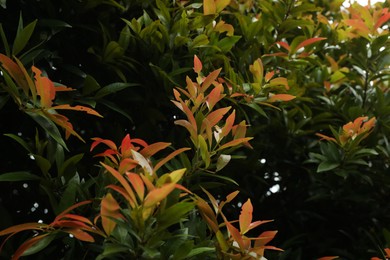 Photo of Plants with beautiful leaves growing outdoors, closeup