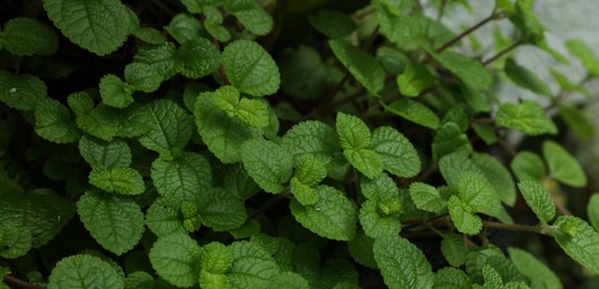 Photo of Beautiful plant with lush green leaves outdoors, closeup