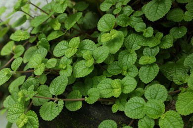 Photo of Beautiful plant with lush green leaves outdoors, closeup