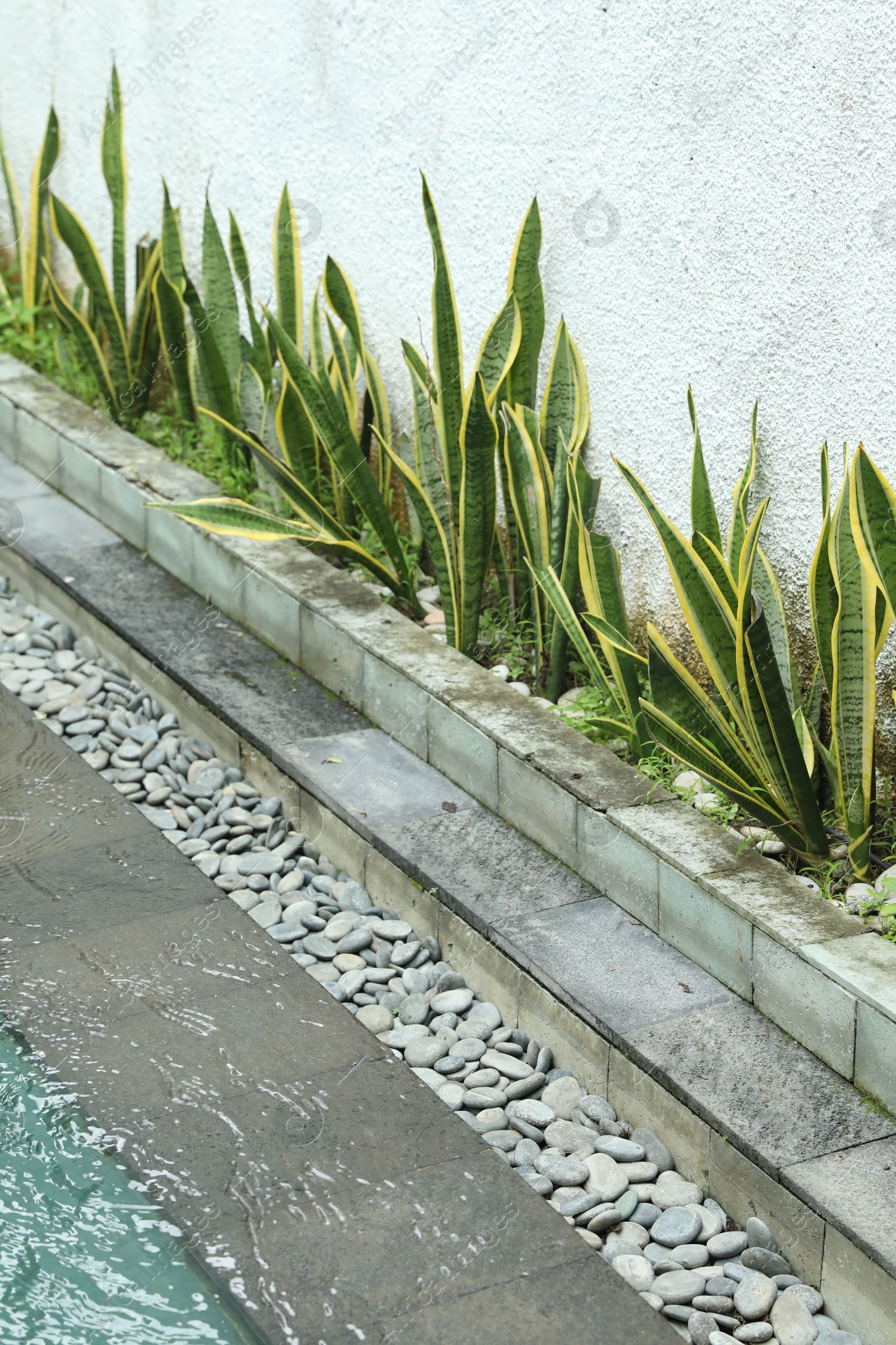 Photo of Green plants growing near swimming pool outdoors