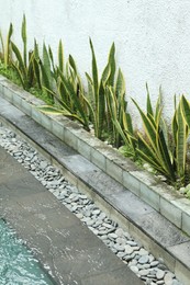 Photo of Green plants growing near swimming pool outdoors