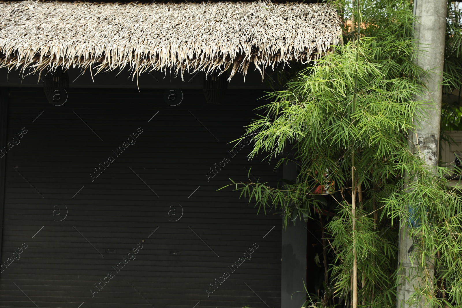Stall closed with roller shutter and green plant outdoors Photo of Stall closed with roller shutter and green plant outdoors