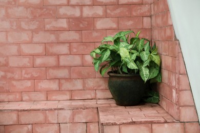 Photo of Green plant in pot on brick surface outdoors, space for text