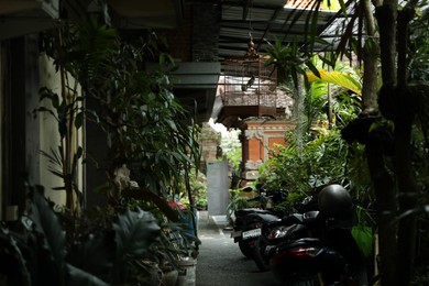 Photo of Bali, Indonesia - May 15, 2025: Scooters parked green plants outdoors