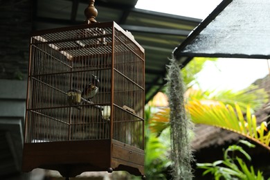 Photo of Beautiful little bird in cage outdoors, low angle view. Space for text