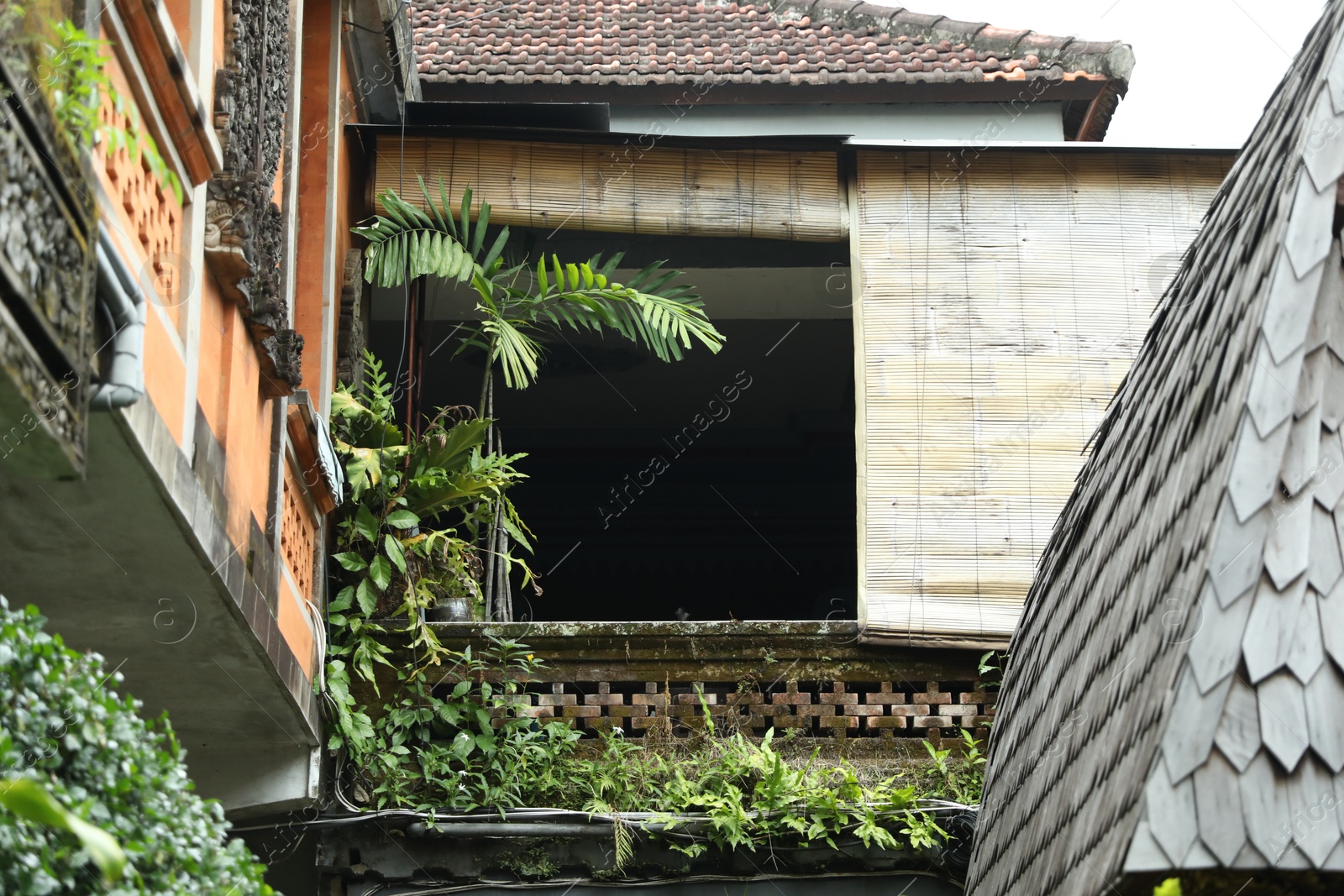 Beautiful building covered with green plants outdoors, low angle view Photo of Beautiful building covered with green plants outdoors, low angle view