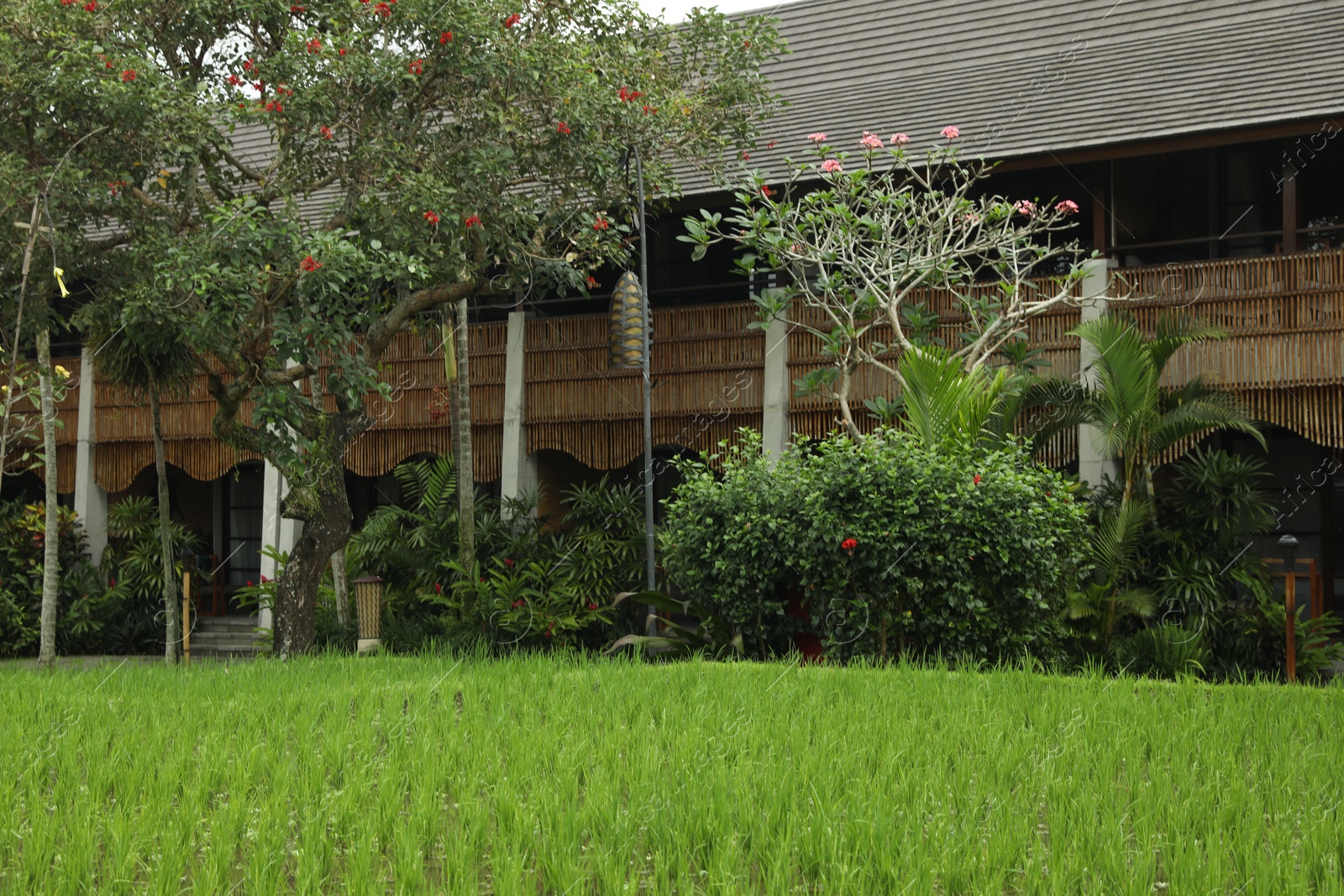 Different beautiful plants growing in hotel park Photo of Different beautiful plants growing in hotel park