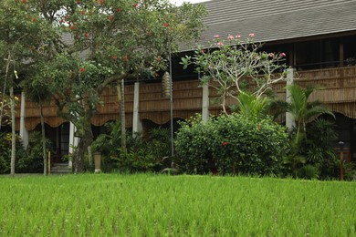Photo of Different beautiful plants growing in hotel park