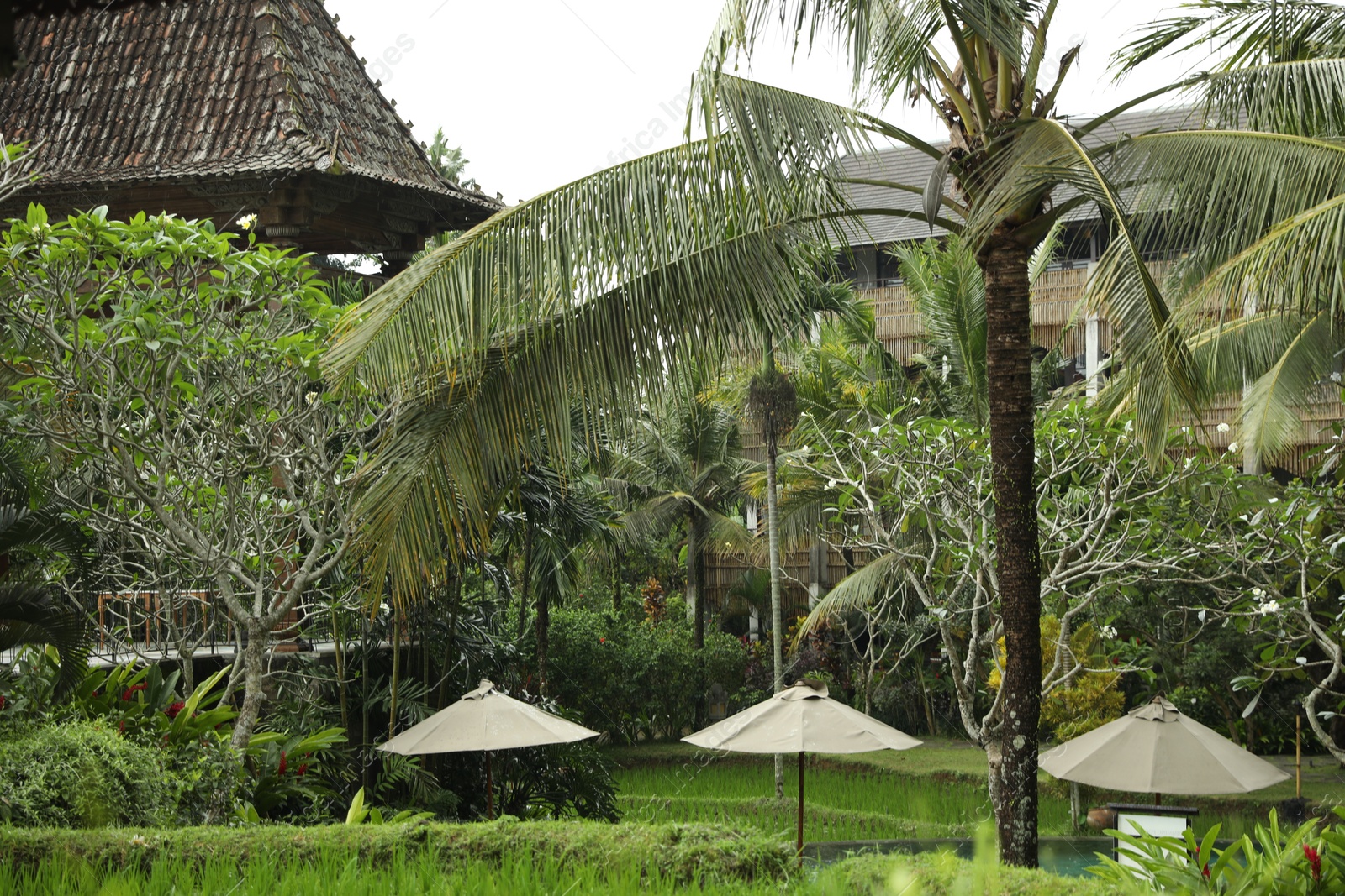Different exotic plants growing in hotel park Photo of Different exotic plants growing in hotel park