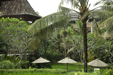 Photo of Different exotic plants growing in hotel park