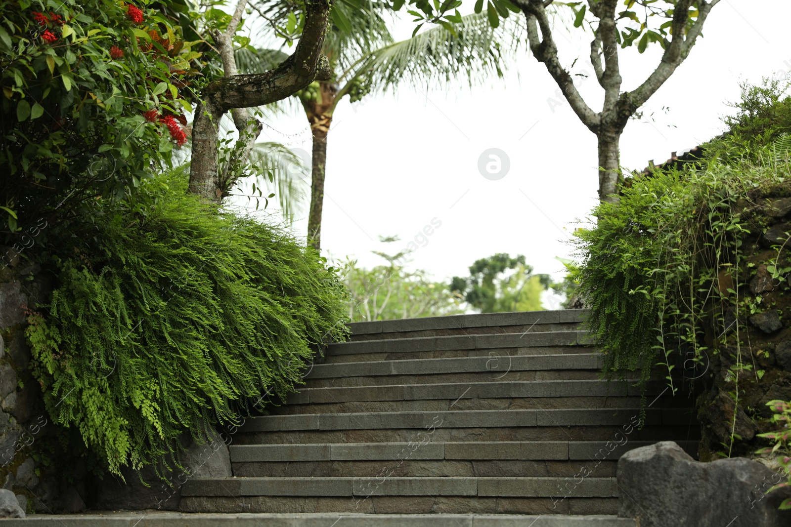 View of stairs in park with different exotic plants Photo of View of stairs in park with different exotic plants