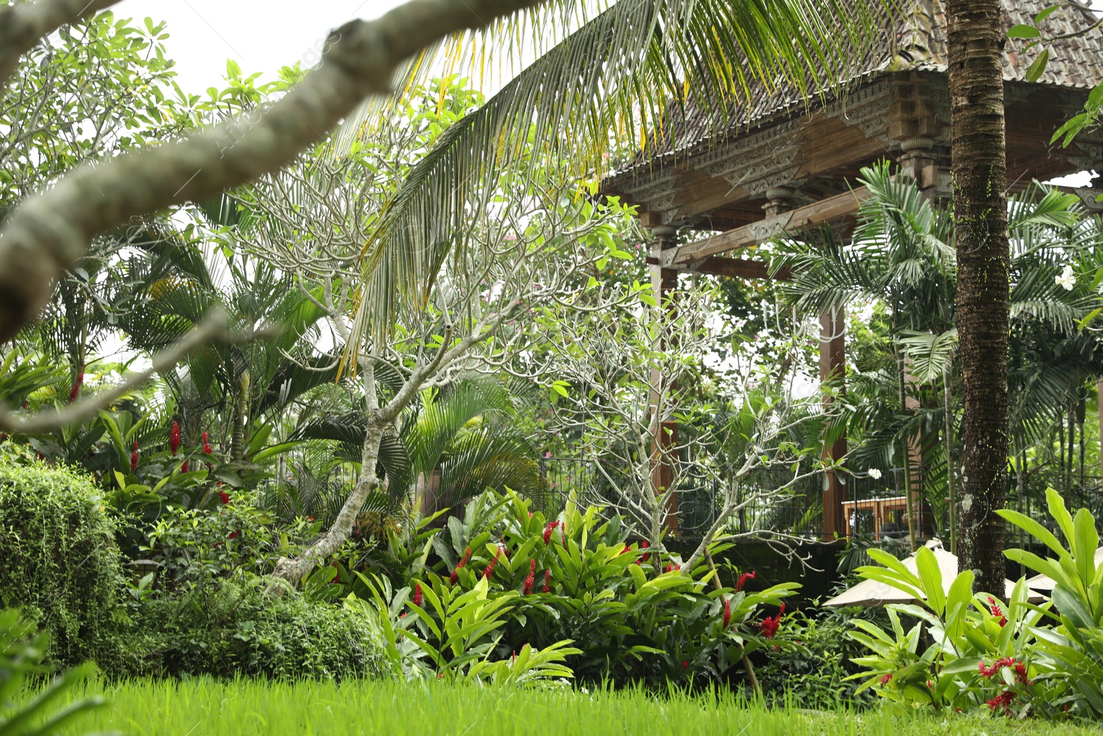 Different exotic plants growing in hotel park Photo of Different exotic plants growing in hotel park