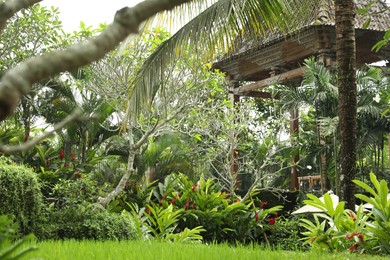 Photo of Different exotic plants growing in hotel park