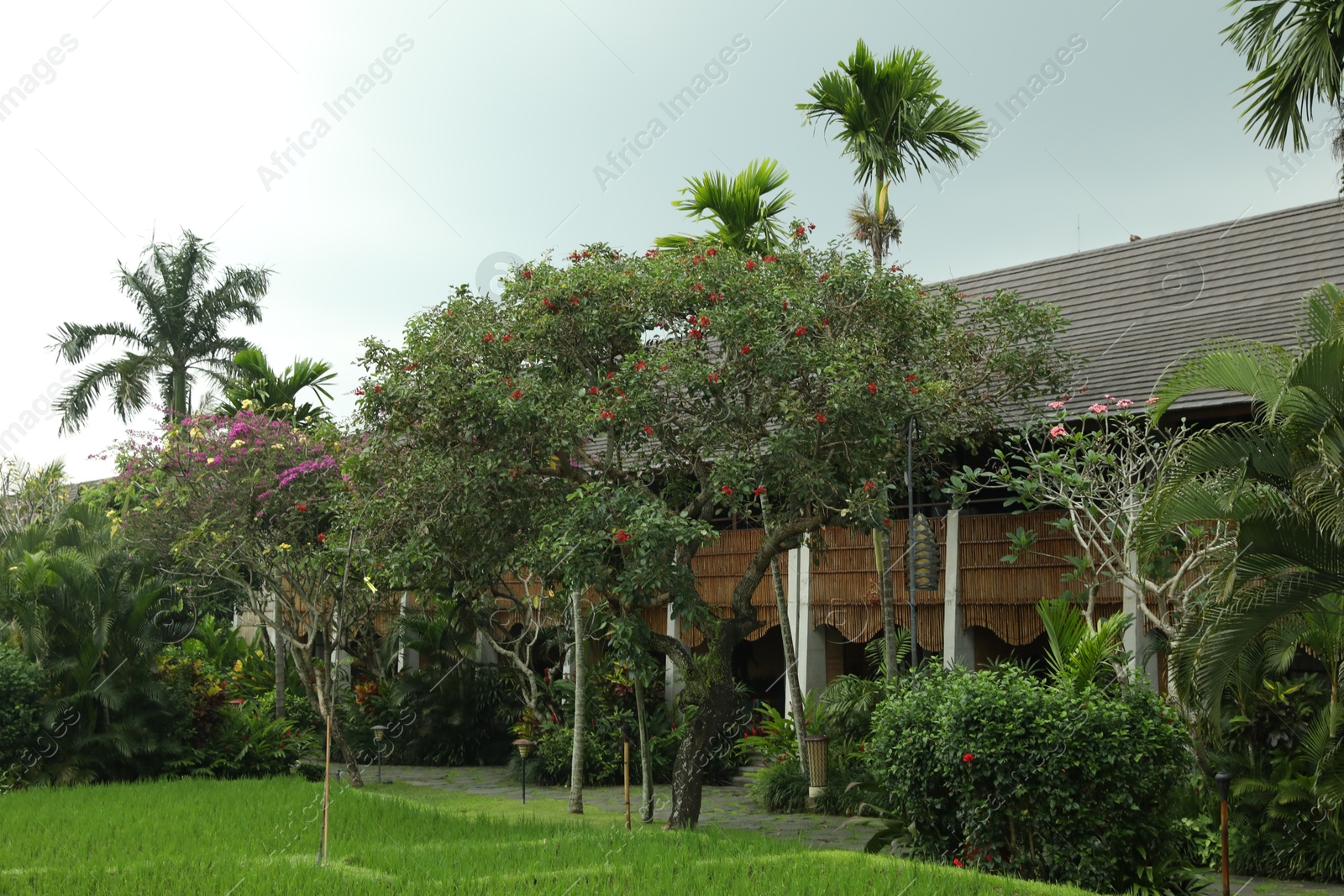 Photo of Different beautiful plants growing in hotel park