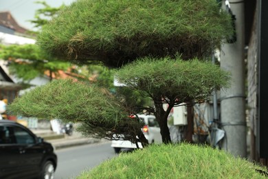Photo of Beautiful evergreen tree on city street, closeup