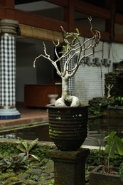 Photo of Beautiful small bonsai tree in pot outdoors