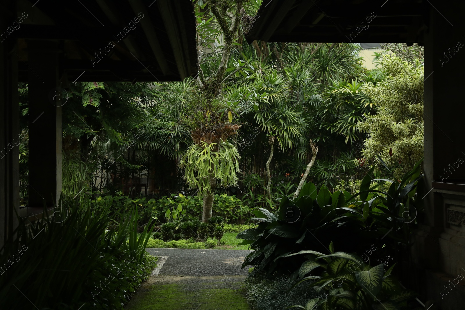 Different exotic plants growing in hotel park Photo of Different exotic plants growing in hotel park