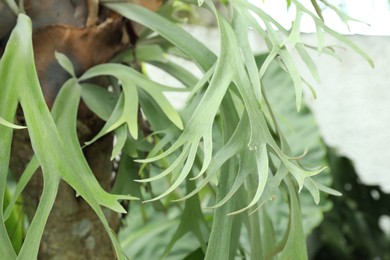 Photo of Beautiful plant with green tropical leaves outdoors, closeup